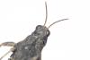 Tetrix subulata